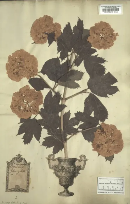 Framed Print : Viburnum opulus L. guelder rose Framed Print : Viburnum opulus L. guelder rose