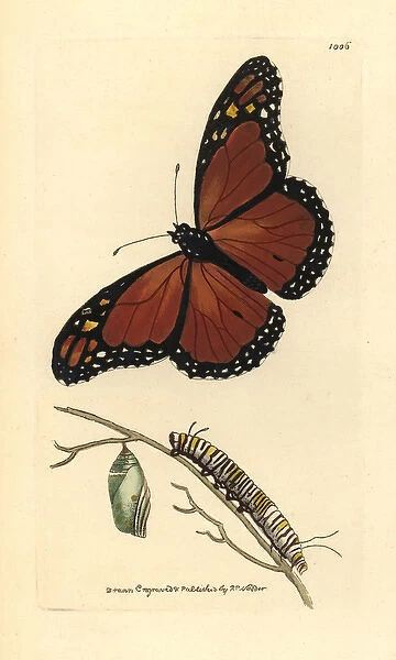 Viceroy butterfly, Limenitis archippus