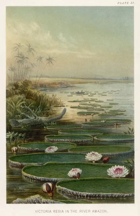 Framed Print : VICTORIA AMAZONICA Framed Print : VICTORIA AMAZONICA