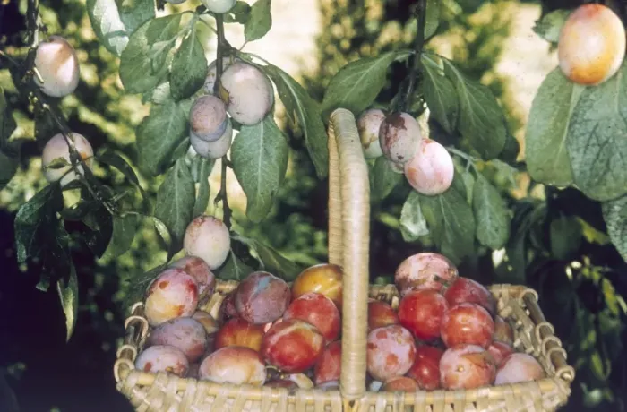 Framed Print : Victoria Plums