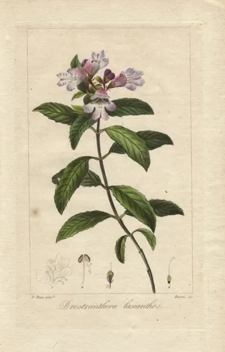 Framed Print : Victorian Christmas bush, Prostranthera lasianthos Framed Print : Victorian Christmas bush, Prostranthera lasianthos