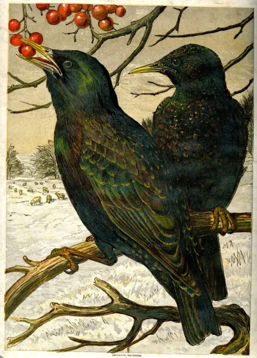 Framed Print : Victorian Christmas - starlings eating berries Framed Print : Victorian Christmas - starlings eating berries