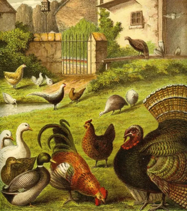 Framed Print : Victorian Farmyard (The poultry) Framed Print : Victorian Farmyard (The poultry)