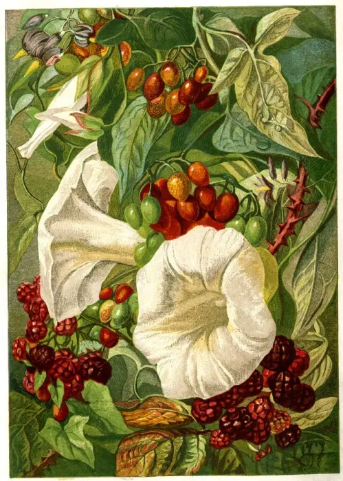 Framed Print : Victorian illustration, September and October Framed Print : Victorian illustration, September and October