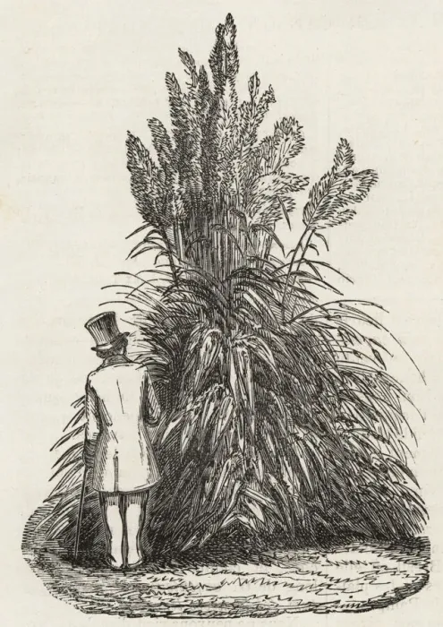 Framed Print : Victorian man behind pampas grass, Cortaderia selloana Framed Print : Victorian man behind pampas grass, Cortaderia selloana