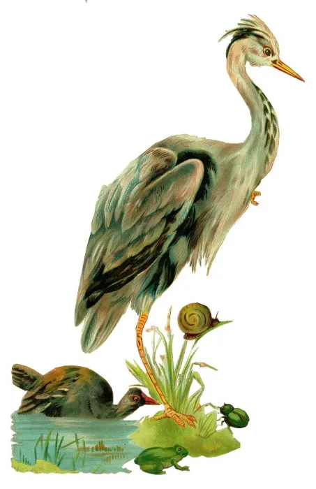 Framed Print : Victorian scrap, heron, frog, snail and beetle Framed Print : Victorian scrap, heron, frog, snail and beetle