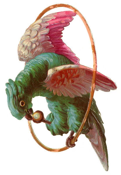 Victorian Scrap, parrot on a hoop perch
