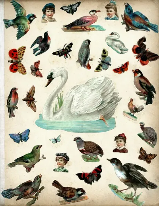 Framed Print : Victorian Scraps - Page of Birds and Insects Framed Print : Victorian Scraps - Page of Birds and Insects