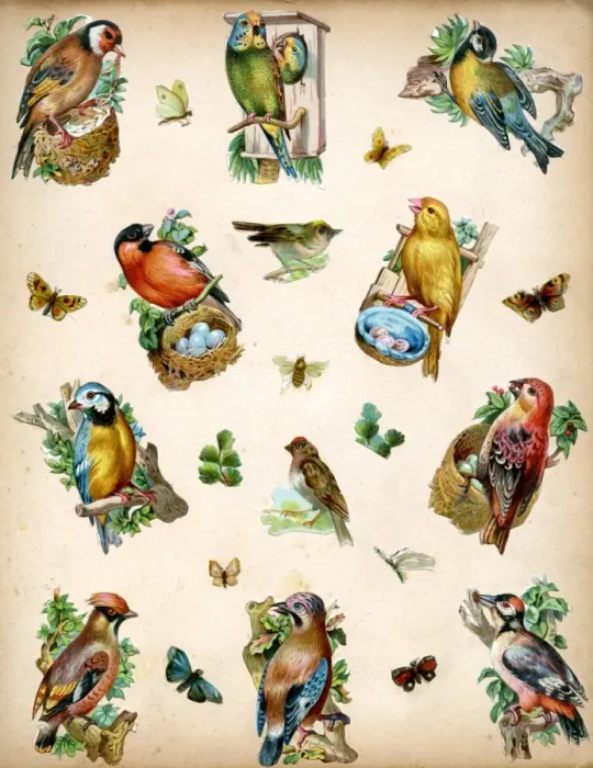 Framed Print : Victorian Scraps - Page of Birds and Insects Framed Print : Victorian Scraps - Page of Birds and Insects