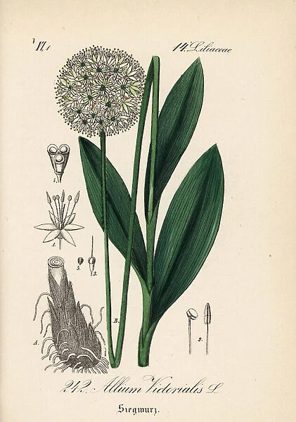 Victory onion or Alpine leek, Allium victorialis