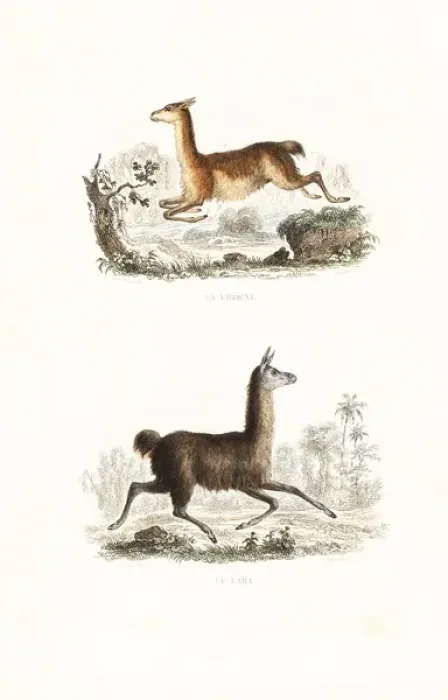 Framed Print : Vicuna and llama Framed Print : Vicuna and llama