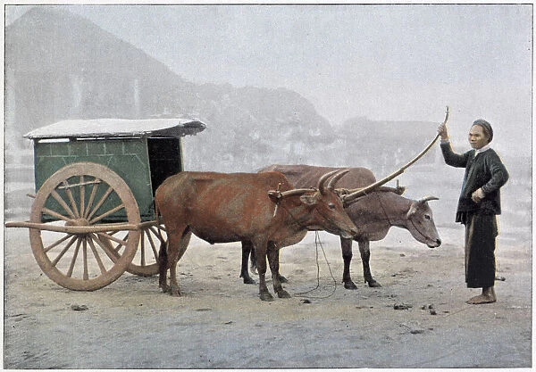 Two Vietnamese oxen draw a small cart on a misty day. Date: 1890s