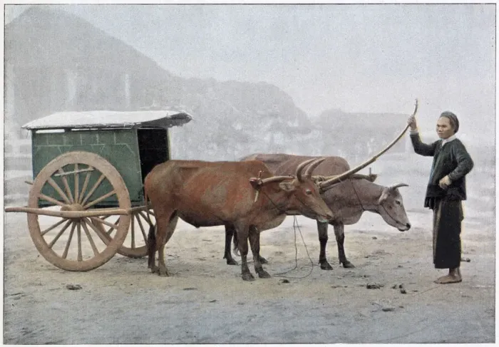 Framed Print : Two Vietnamese oxen draw a small cart on a misty day. Date: 1890s Framed Print : Two Vietnamese oxen draw a small cart on a misty day. Date: 1890s