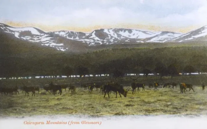 Framed Print : View of Cairngorm Mountains from Glenmore, Scotland Framed Print : View of Cairngorm Mountains from Glenmore, Scotland