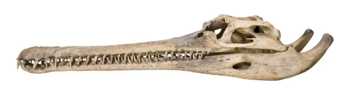 Framed Print : Side view of a Gharial skull Framed Print : Side view of a Gharial skull