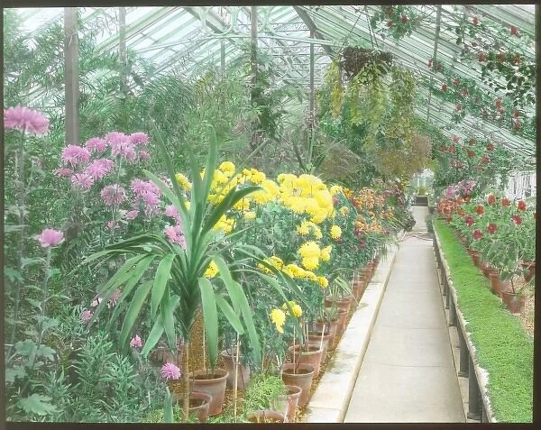 View inside a greenhouse at Kew Gardens