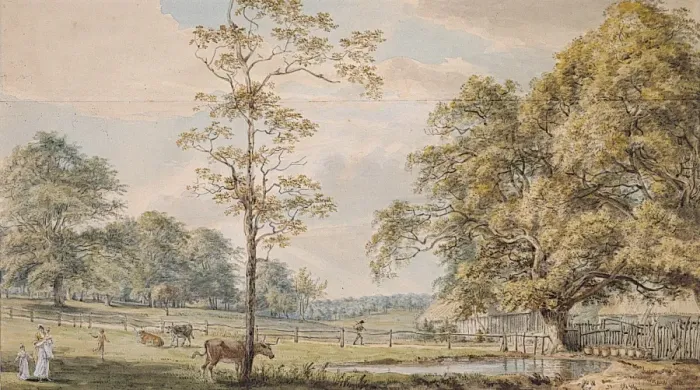 Framed Print : View near the Woodyard, Windsor Great Park Framed Print : View near the Woodyard, Windsor Great Park