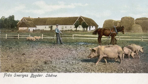 View of a pig farm in Skane County, Sweden