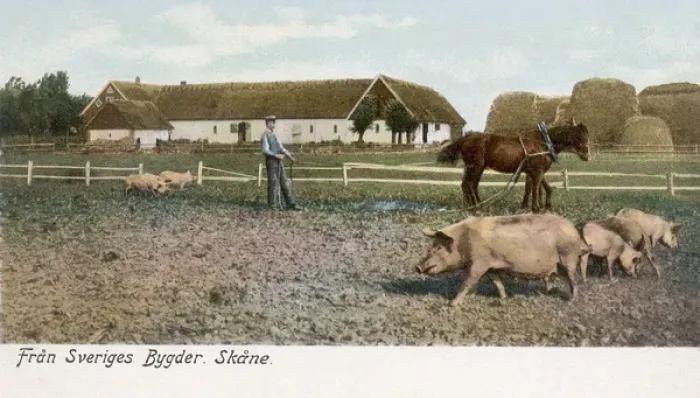 Framed Print : View of a pig farm in Skane County, Sweden Framed Print : View of a pig farm in Skane County, Sweden