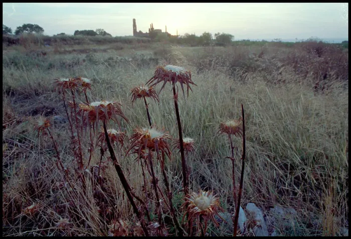 Framed Print : View of ruined church through thistles, Belchite, Spain