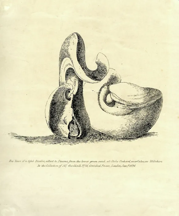 Framed Print : Two views of a fossil bivalve allied to Diceras Framed Print : Two views of a fossil bivalve allied to Diceras