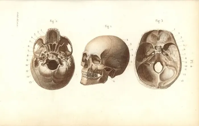 Framed Print : Views of the skull Framed Print : Views of the skull