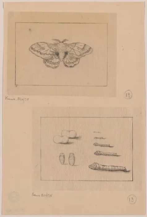 Framed Print : Two views (top): silkworm moth; (bottom): larval stages of t Framed Print : Two views (top): silkworm moth; (bottom): larval stages of t