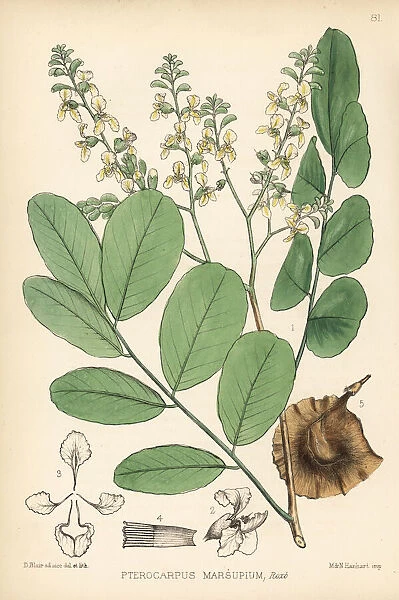 Vijayasar, buja, or Indian kino tree, Pterocarpus marsupium