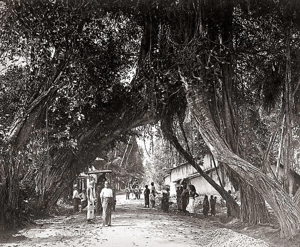 Village scene in India, overhanging trees, c. 1880 s