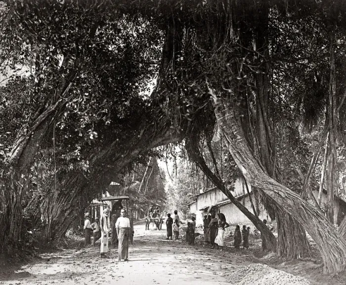 Framed Print : Village scene in India, overhanging trees, c. 1880 s Framed Print : Village scene in India, overhanging trees, c. 1880 s