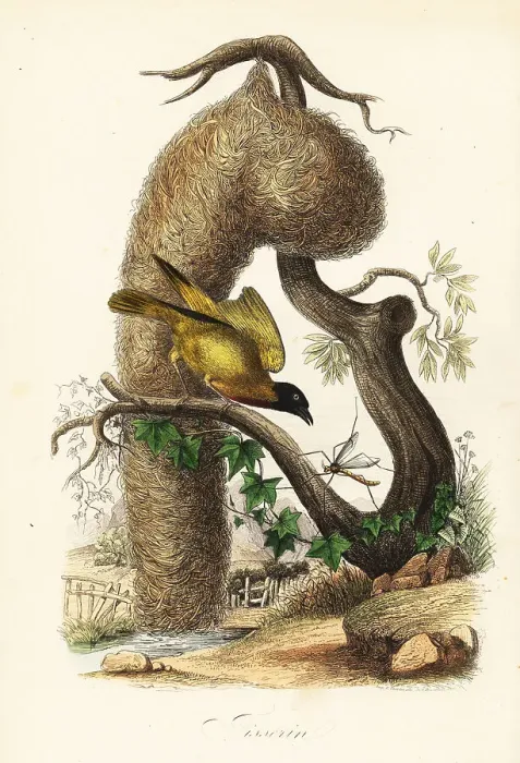 Framed Print : Village weaver, Ploceus cucullatus, with nest of woven grass Framed Print : Village weaver, Ploceus cucullatus, with nest of woven grass