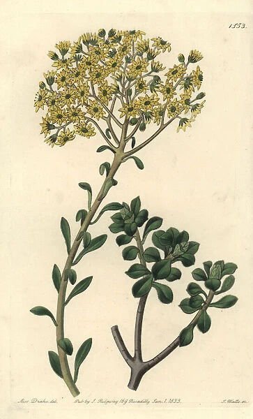 Villous houseleek, Sempervivum villosum