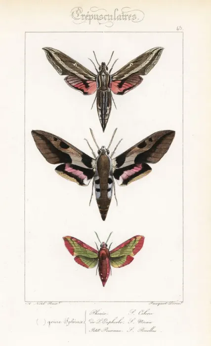 Framed Print : Vine hawkmoth, Mediterranean hawkmoth Framed Print : Vine hawkmoth, Mediterranean hawkmoth