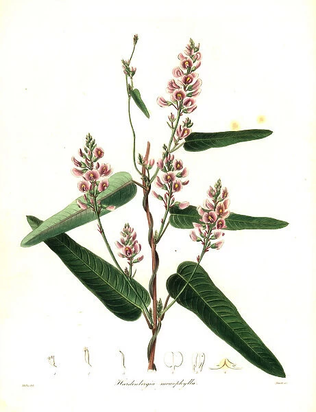 Vine lilac or waraburra, Hardenbergia violacea