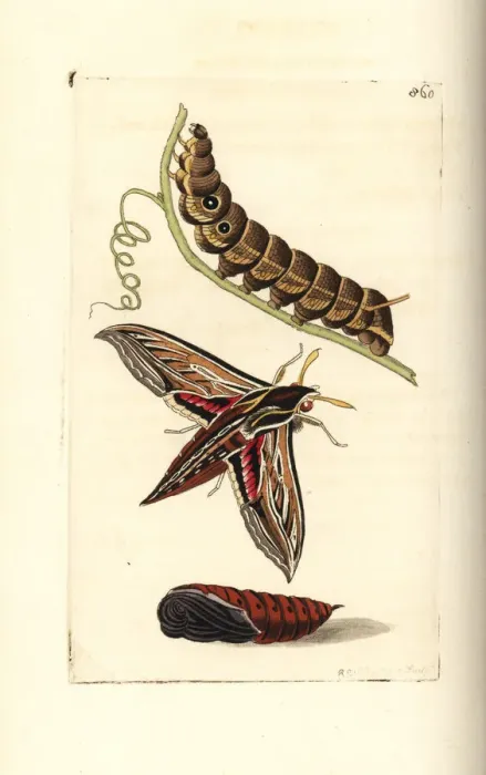 Framed Print : Vine or silver-striped hawk-moth, Hippotion celerio Framed Print : Vine or silver-striped hawk-moth, Hippotion celerio
