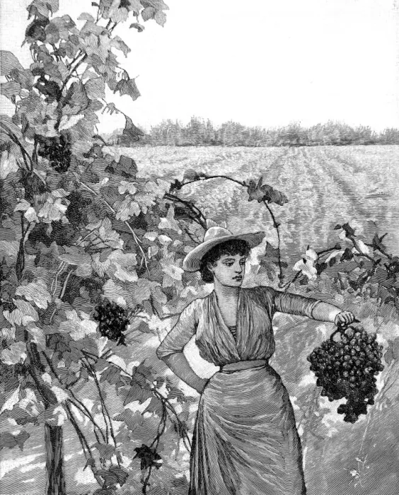 Framed Print : Vineyard in California, 1888 Framed Print : Vineyard in California, 1888