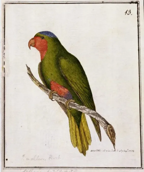 Framed Print : Vini australis, blue-crowned lorikeet Framed Print : Vini australis, blue-crowned lorikeet