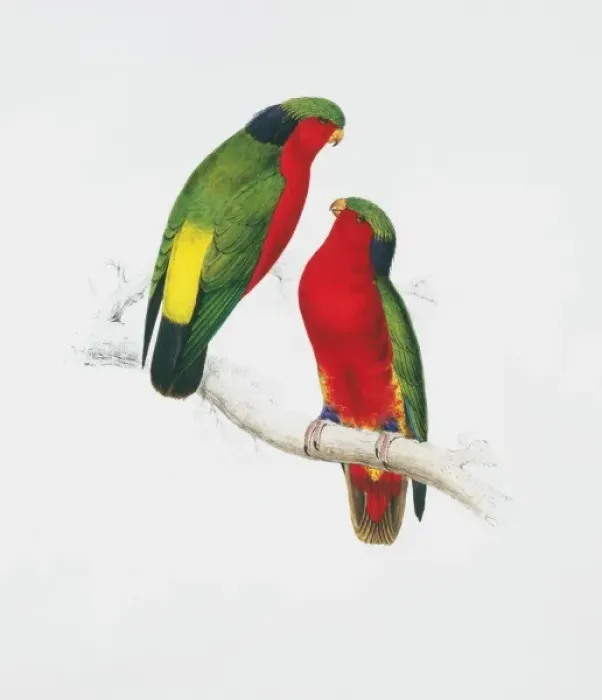 Framed Print : Vini kuhlii, Kuhls lorikeet Framed Print : Vini kuhlii, Kuhls lorikeet