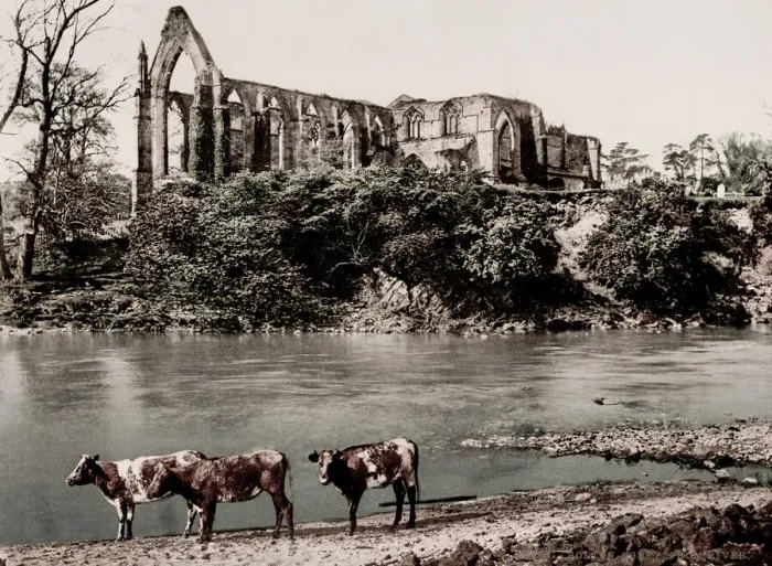 Framed Print : Vintage 19th century / 1900 photograph: Bolton Abbey from the river Framed Print : Vintage 19th century / 1900 photograph: Bolton Abbey from the river