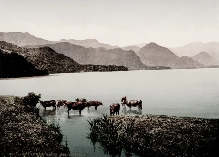 Framed Print : Vintage 19th century / 1900 photograph: cattle in the lake, Derwentwater Framed Print : Vintage 19th century / 1900 photograph: cattle in the lake, Derwentwater