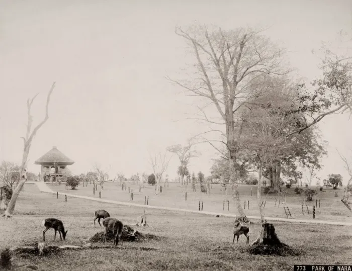 Framed Print : Vintage 19th century photograph: deer in the park at Nara, Japan Framed Print : Vintage 19th century photograph: deer in the park at Nara, Japan