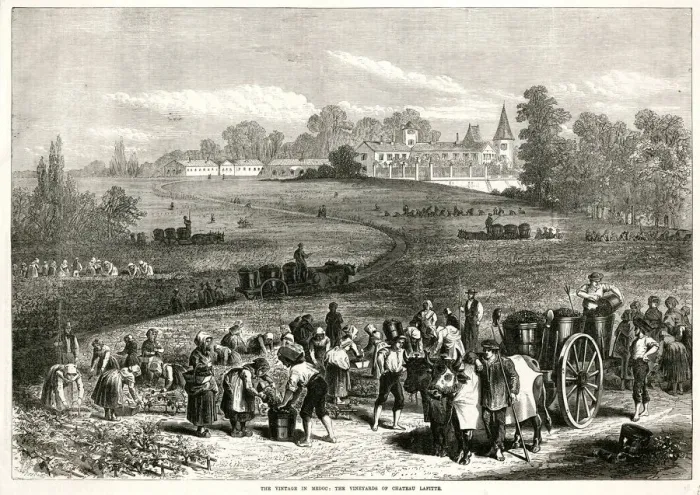 Framed Print : Vintage in Medoc: Vineyards of Chateau Lafitte 1871 Framed Print : Vintage in Medoc: Vineyards of Chateau Lafitte 1871
