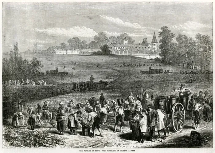Framed Print : Vintage in Medoc: Vineyards of Chateau Lafitte 1871 Framed Print : Vintage in Medoc: Vineyards of Chateau Lafitte 1871