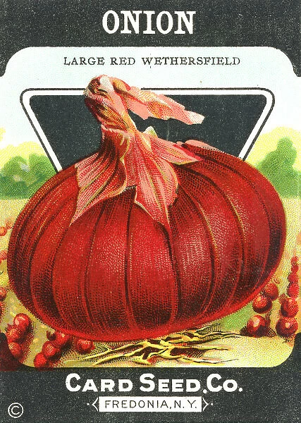 Vintage red onion seed packet