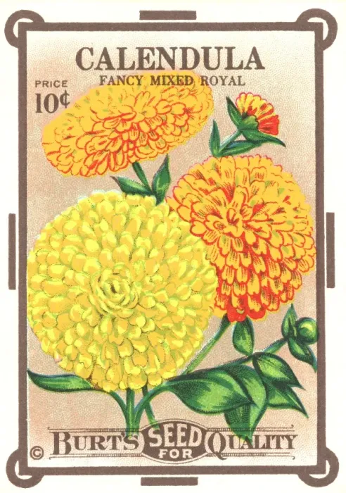 Framed Print : Vintage seed packet: Calendula Framed Print : Vintage seed packet: Calendula
