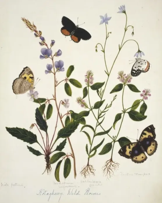 Framed Print : Viola patrinii and wild flowers Framed Print : Viola patrinii and wild flowers