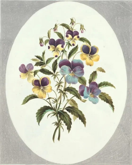 Framed Print : Viola sp. Plate 62 from Flowers by John Edwards, 1795 Framed Print : Viola sp. Plate 62 from Flowers by John Edwards, 1795