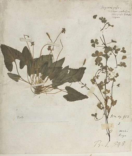 Viola specimen taken from Hans Sloane Vol.211 page 29