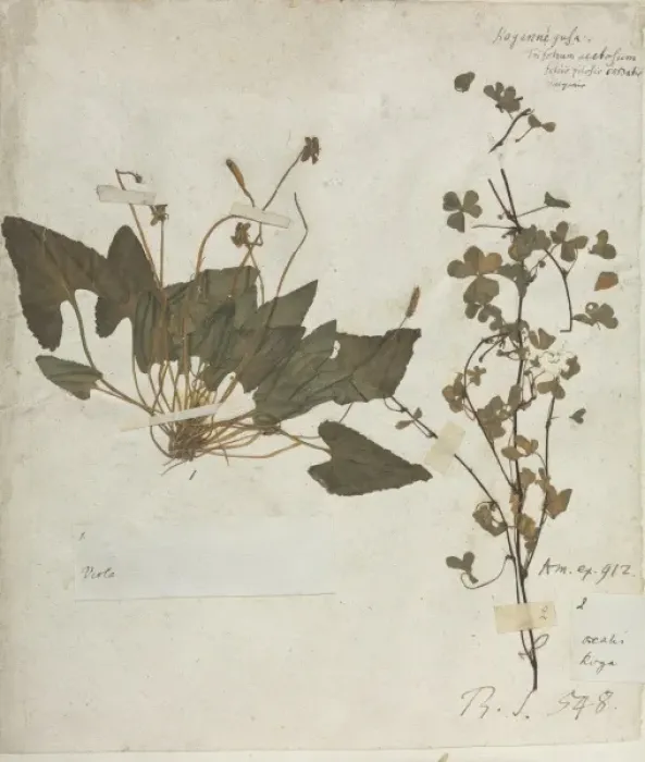 Framed Print : Viola specimen taken from Hans Sloane Vol.211 page 29 Framed Print : Viola specimen taken from Hans Sloane Vol.211 page 29