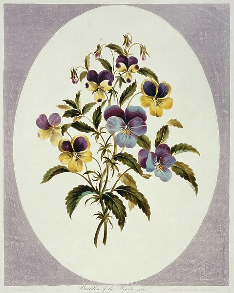 Viola tricolor, heartsease